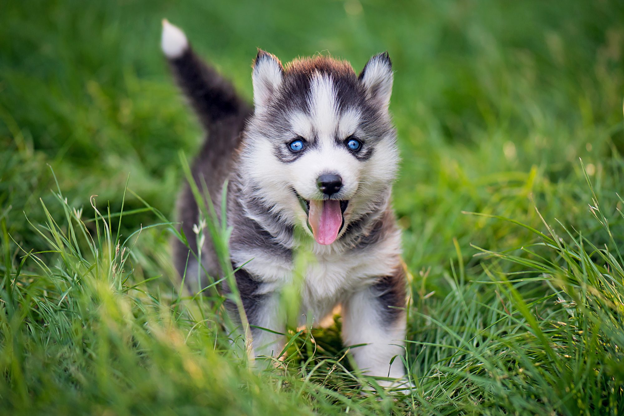 SIBERIAN HUSKY